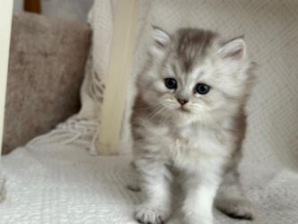 отдам в добрые руки котенка: Шиншилла, Самец, Самовывоз