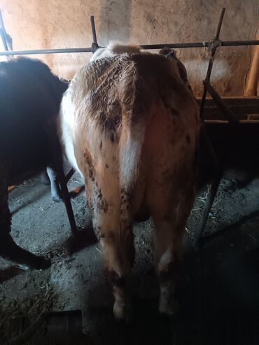 Коровы, быки: Продаю | Бык (самец) | На откорм | Привязанные — 4