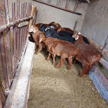 Баран, овца: Продаю | Ягненок — 9