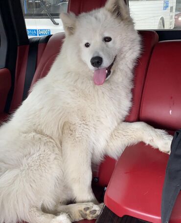 İtlər: Samoyed — 7
