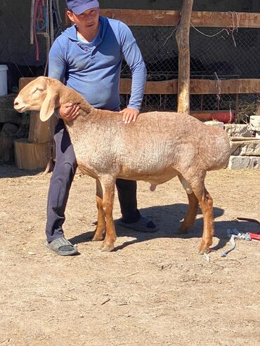 купить дойную козу в бишкеке: Продаю | Ягненок, Баран (самец) | Арашан | Для разведения | Племенные