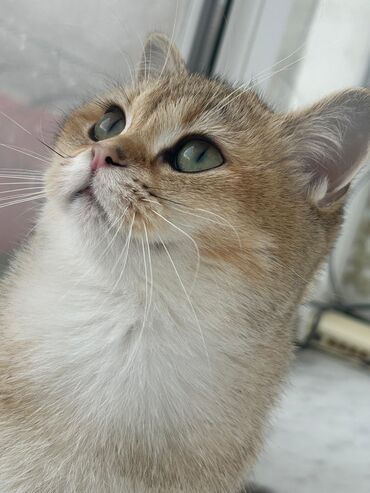 İtlər: Qızıl şinşilla, Dişi