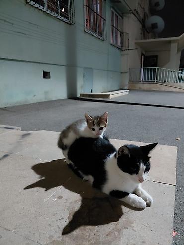 Pişiklər: Yaxşı əllərə — 16