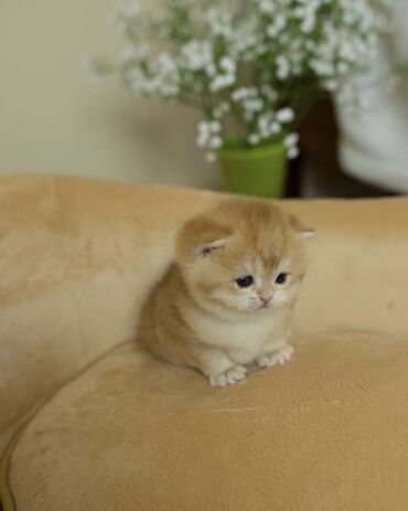 вислоухий сиамский кот: Наш Питомник рад представить Вам наших малышей😍🥰 Породные малыши