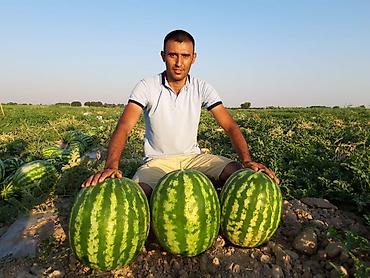Удобрения и садовая химия: Удобрение Самовывоз — 18