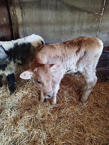 Коровы, быки: Продаю | Бык (самец) | Бельгийская | Для разведения | Искусственник — 5