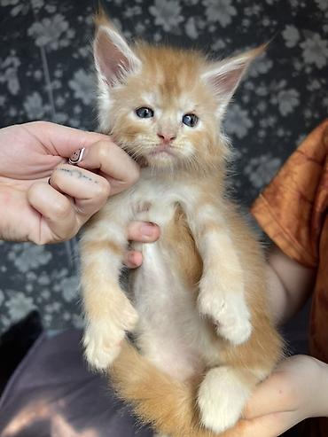 Продажа кошек: ✨ Эксклюзивные полидактильные мейн-куны ✨ Предлагаются к продаже — 7