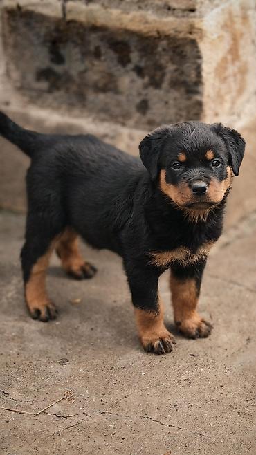 it elanlari: Rotveyler, Peyvəndli — 8