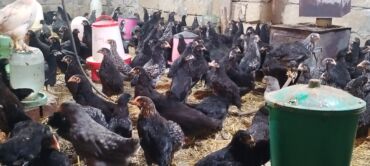 Digər quşlar: Ya Allah. Salam Hər vaxtınız xeyir! 6 Noyabr 2025 ci ildən — 2