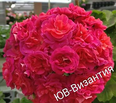 Герани и пеларгонии: Пеларгонии (герань зональная) — сортовые кустики в горшках — 18