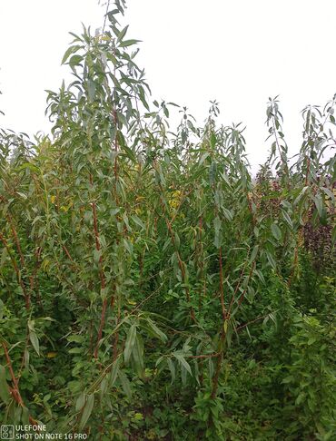 Şitillər: Meyvə tingləri satışdadır və sağlam zəmanətli sifariş verə bilərsiz -da lalafo.az — 19 Şitillər: Meyvə tingləri satışdadır və sağlam zəmanətli sifariş verə bilərsiz — 19