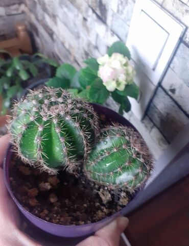 Kaktus: Кактус 5 ман