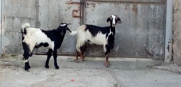 Erkək, Hələb, il: 2, Damazlıq, Südlük, Ətlik, Ünvandan götürmə