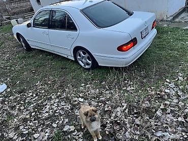 Mercedes-Benz: Mercedes-Benz E-Class: 2000 г., 3.2 л, Автомат, Бензин — 4