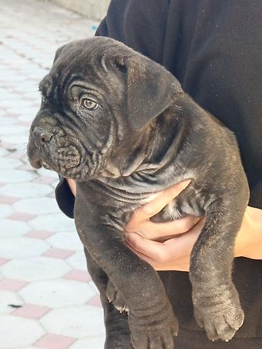 İtlər: Kane-Korso, 1 ay, Erkek, Sənədli, Pulsuz çatdırılma, Ünvandan götürmə, Rayonlara çatdırılma — 17