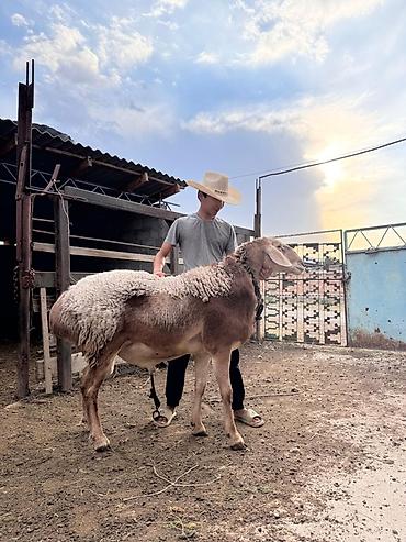Продам с/х животных: Продаю | Баран (самец) | Эдильбаевская | Для разведения | Племенные — 2
