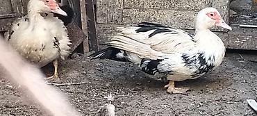 Kənd təsərrüfatı quşları: Satış: Moskovi ördəklər (indoutka) 3 ədət. - Lal õrdək Növ: Moskovi — 1