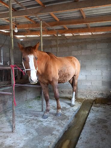 Лошади, кони: Продаю | Конь (самец) | Полукровка | Рабочий — 9