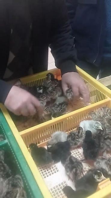 Cücələr: Hinduşka cücələri, Ətlik — 1