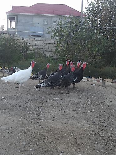 bildirçin əti satışı: Dişi, Ətlik, Ödənişli çatdırılma — 2