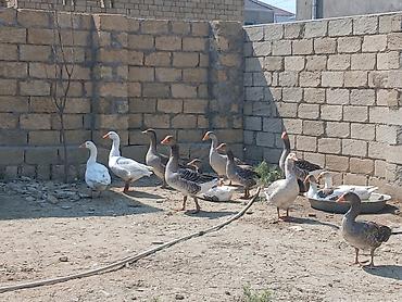 Kənd təsərrüfatı quşları: Salam öz qapımin 1 illik yerli kök qazlarıdır hamsı yerilidir — 2
