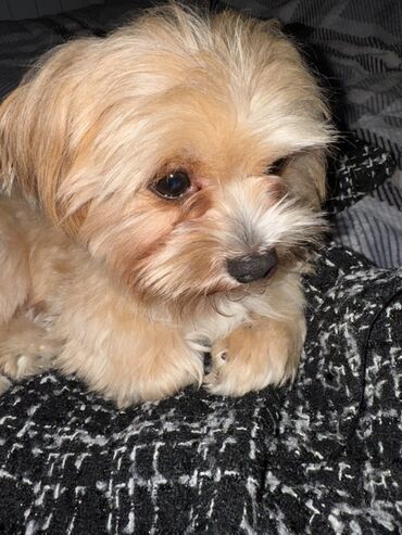 İtlər: Malta bolonka, 2 il, Erkek, Cütləşmə üçün — 3