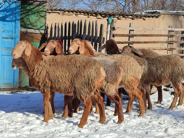 продажа гусей: Продаю | Ягненок | Полукровка, Арашан | Для разведения | Ярка