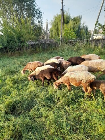 купить рабочую охотничью собаку: Продаю срочно. 14 голов. Цена договорная