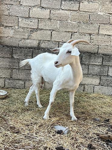 keci satan: Dişi, il: 1, 30 kq, Südlük, Ünvandan götürmə — 2