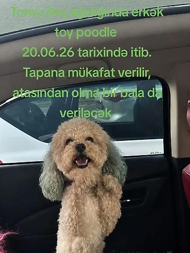 Кошки: Ağ tüklü, dəyirmi üzü və qısa burunlu balaca pişik balaları. Yumşaq — 4