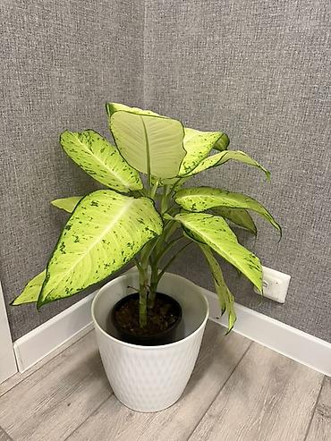диффенбахия растения: Диффенбахия (Dieffenbachia) с крупными вариегатными листьями - — 2