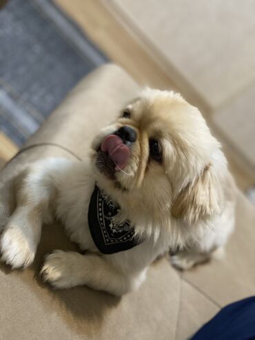it: Pekines, 2 il, Erkek, Cütləşmə üçün, Pulsuz çatdırılma