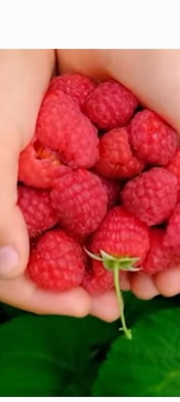 Малина: Саженцы. Питомник. Малина Новый сорт. Ягоды крупные, саженцы тоже — 6