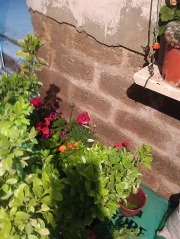 Şitillər: Qazon landşaft #qazon #torf #torf250litrlik Ekolayf #ekolayf balaken — 27