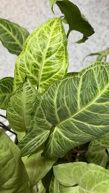 сингониумы: Сингониум (Syngonium podophyllum) с эффектной вариегацией листьев. - — 2
