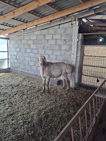 Баран, овца: Продаю | Баран (самец) | Арашан | Для разведения — 15