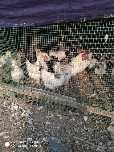 оптом овощи и фрукты: 🐔 ЖУМУРТКА БАГЫТЫНДАГЫ ТООКТОР САТЫЛАТ! 🥚 ✅ Хайлайн Сония ✅ Адлер — 2