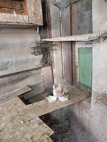 Птицы: Продаю молодых голубей 1 шт стоит пятьсот сом окончательно родители — 9