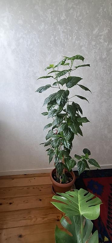 yaşıl: Hibiskus (Çin qızılgülü), torfa əkilib - Hündürlüyü təxminən 120–150 — 4