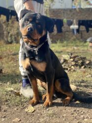королевский дог: Ротвейлер, 1 год, Самец, С прививкой