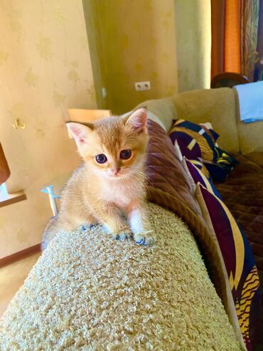 шотландские вислоухие котята: Котята породы шотландская вислоухая, окрас золотая шиншилла. Обладают