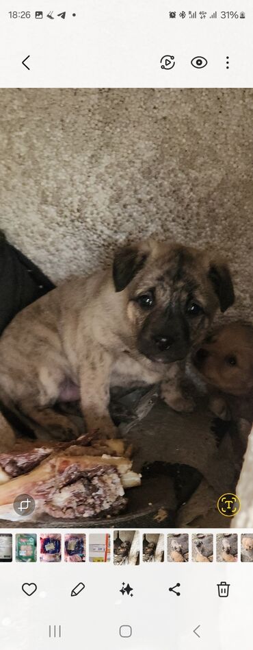 Продажа собак: Отдам в хорошие руки! Щенки метисов - Милые щенки с короткой густой — 1