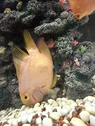 Балыктар: Большие именно красные Рыбы попугай (Parrot cichlid), ярко‑оранжевые — 6