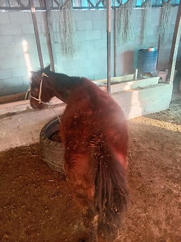 Лошади, кони: Продаю | Жеребенок | Для разведения — 1