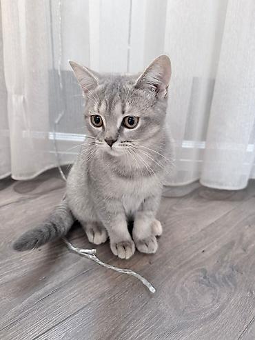 Кошки: Boz rəngli, qısa tüklü ev pişiyi. Şirin və mehriban xarakterli, sakit — 1