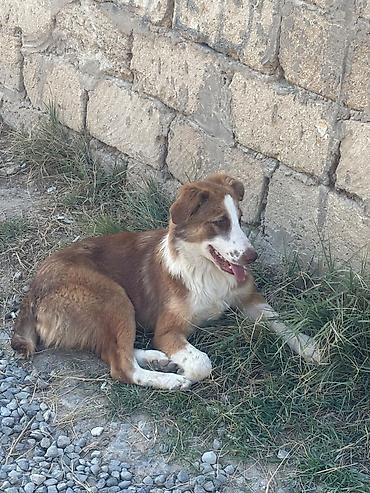 doyuş iti: Məhsul: Gənc itlər (2 baş) Bag evi olanlar ucun, dishi tula, aktiv — 3