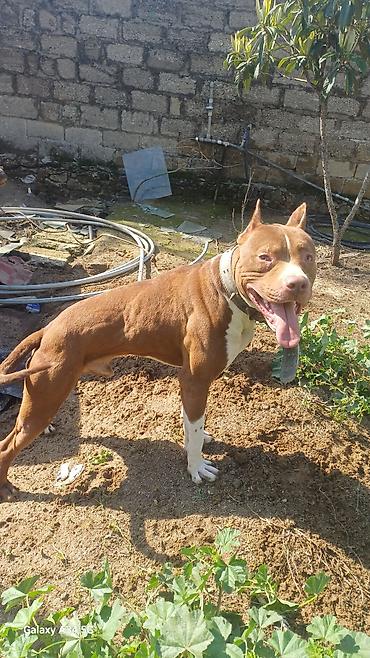 bull terier: Pitbul, 1 il, Erkək, Peyvəndli, Ünvandan götürmə — 1