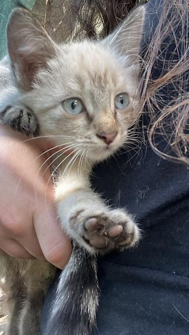 Продажа кошек: Котята ищут новый дом!✨ Бесплатно!!! - Активные и любопытные, подходят — 2