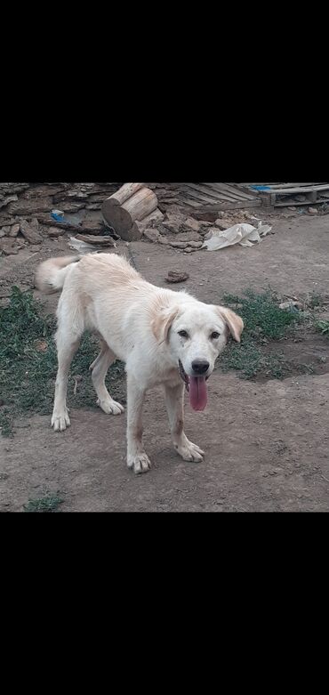 Собаки: Щенок Кыргыский добот кабель 6.7 месяцев