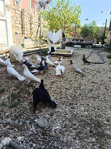 delfin goyərcin: Tərgitmə quşlar Təsvir: - Şəkillərdə müxtəlif rəng çalarını saxlayan — 2